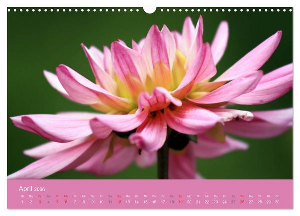 Produktbild: Dahlien (Wandkalender 2026 DIN A3 quer), CALVENDO Monatskalender