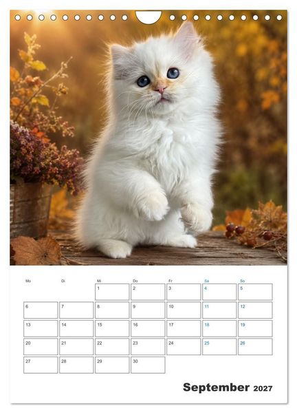 Produktbild: Heilige Birma Kitten Kalender mit Planer (Wandkalender 2027 DIN A4 hoch), CALVENDO Monatskalender