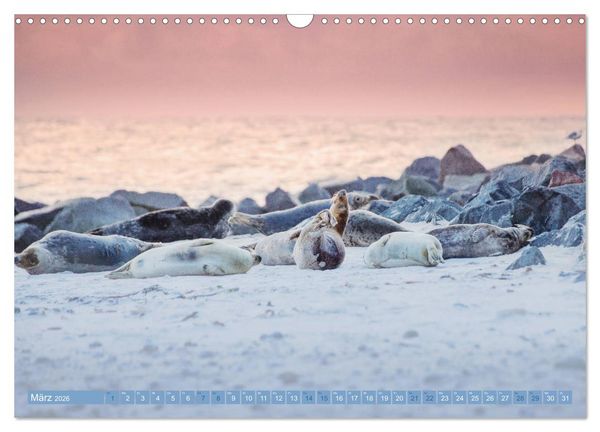 Produktbild: Kegelrobben - Die Kegelrobben von Helgoland (Wandkalender 2026 DIN A3 quer), CALVENDO Monatskalender