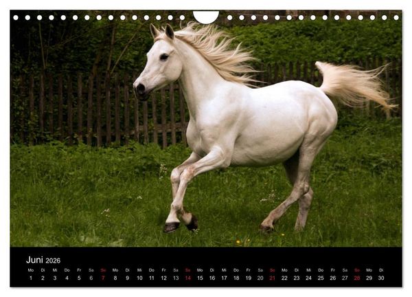 Produktbild: Pferde - m&auml;chtig, stolz & sch&ouml;n (Wandkalender 2026 DIN A4 quer), CALVENDO Monatskalender