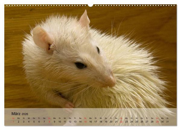 Produktbild: Ratten - Gelehrige Haustiere (Wandkalender 2026 DIN A2 quer), CALVENDO Monatskalender