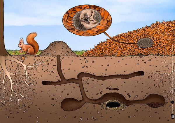 Produktbild: So leben die Tiere im Winter. Kamishibai Bildkartenset.