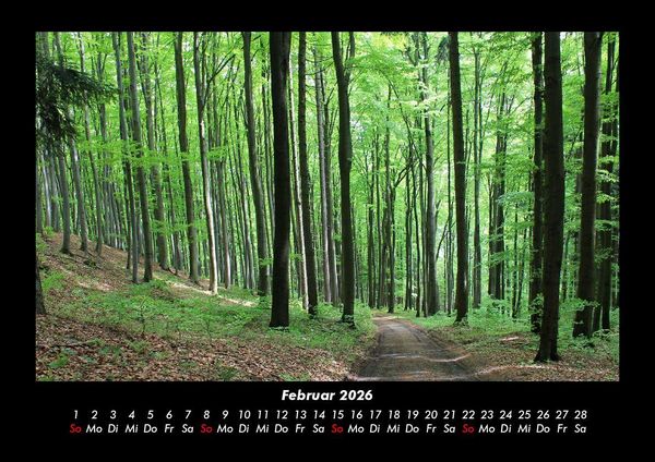 Produktbild: Waldzauber 2026 Fotokalender DIN A3