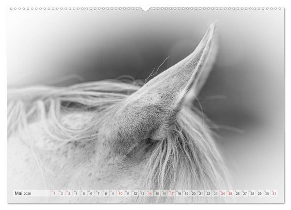Produktbild: Emotionale Momente: Wei&szlig;e Pferde in schwarzwei&szlig;. (Wandkalender 2026 DIN A2 quer), CALVENDO Monatskalender