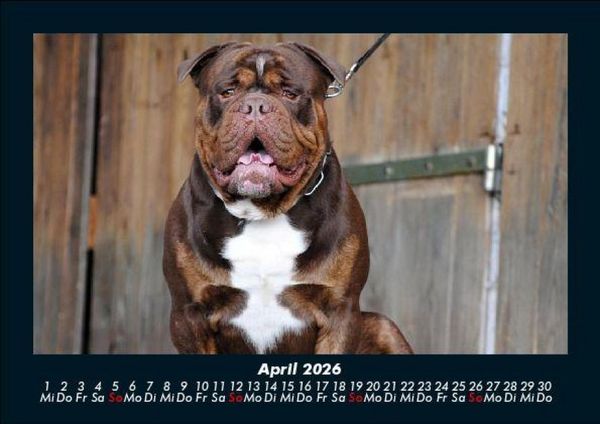Produktbild: Der Hundekalender 2026 Fotokalender DIN A5