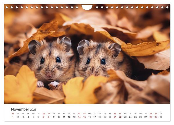 Produktbild: Wild und flauschig - Hamster - Abenteuer in freier Natur (Wandkalender 2026 DIN A4 quer), CALVENDO Monatskalender