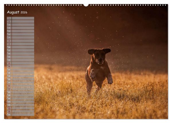 Produktbild: Rhodesian Ridgeback - Herzen auf vier Pfoten (hochwertiger Premium Wandkalender 2026 DIN A2 quer), Kunstdruck in Hochglanz