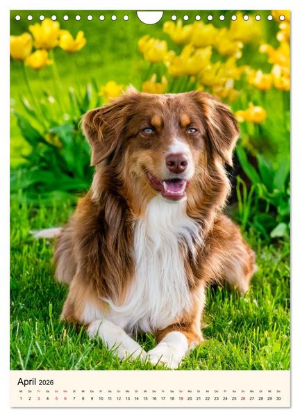 Produktbild: H&uuml;tehunde mit Energie und Ausdauer (Wandkalender 2026 DIN A4 hoch), CALVENDO Monatskalender