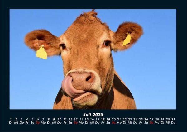 Produktbild: Kuhkalender 2025 Fotokalender DIN A4