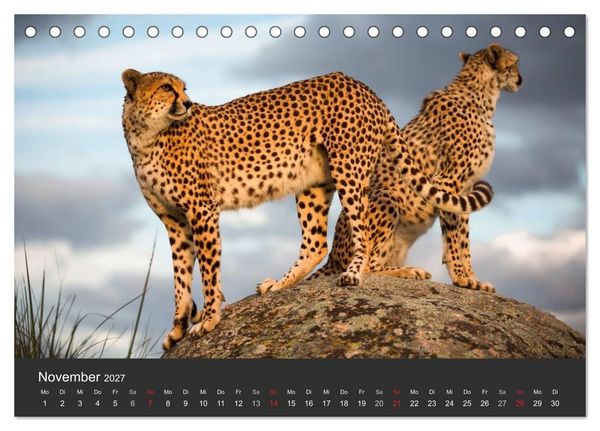 Produktbild: Geparden. Die eleganten Katzen. (Tischkalender 2027 DIN A5 quer), CALVENDO Monatskalender
