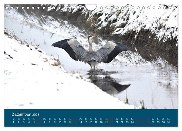 Produktbild: Naturschutzgebiet W&uuml;mme (Wandkalender 2026 DIN A4 quer), CALVENDO Monatskalender