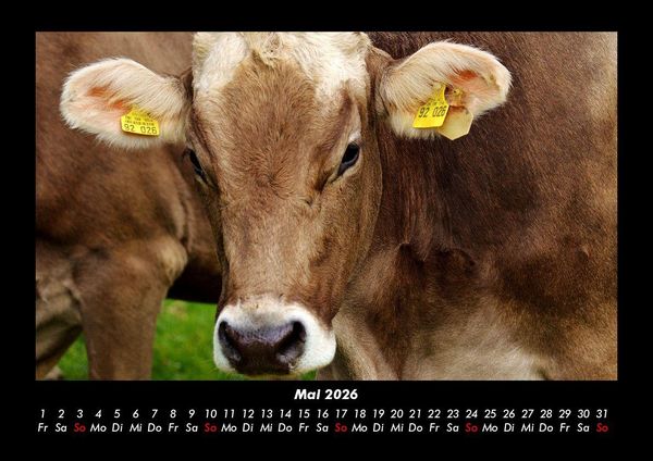 Produktbild: Kuhkalender 2026 Fotokalender DIN A3