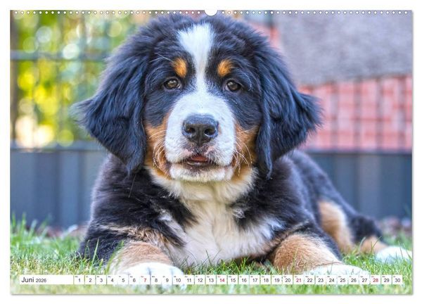 Produktbild: Berner Sennenhunde machen gl&uuml;cklich (Wandkalender 2026 DIN A2 quer), CALVENDO Monatskalender