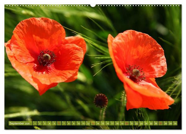 Produktbild: Mohn Tage (hochwertiger Premium Wandkalender 2026 DIN A2 quer), Kunstdruck in Hochglanz