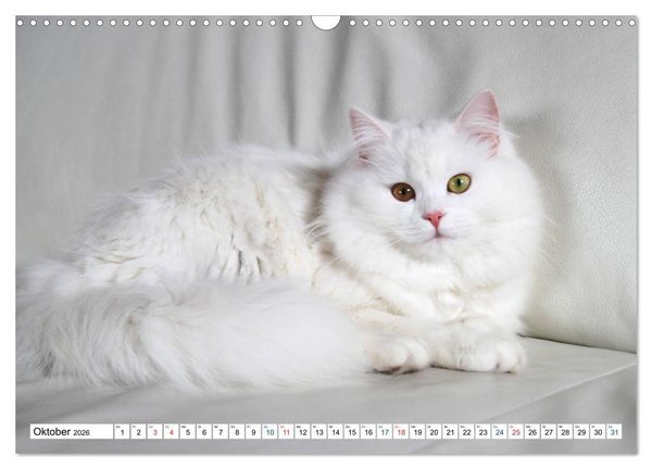Produktbild: Die Perserkatze - Farbschlag Wei&szlig; (Wandkalender 2026 DIN A3 quer), CALVENDO Monatskalender
