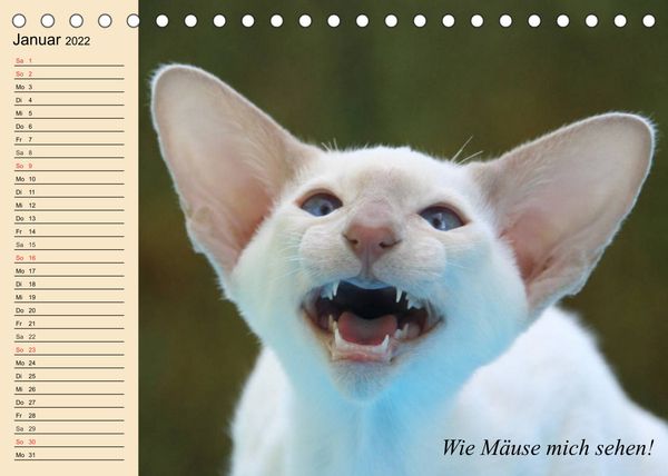 Produktbild: Unsere Katzen. Wie sie wirklich sind! (Tischkalender 2022 DIN A5 quer)