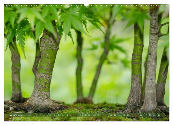 Produktbild: Bonsai ganz nah (Wandkalender 2026 DIN A2 quer), CALVENDO Monatskalender
