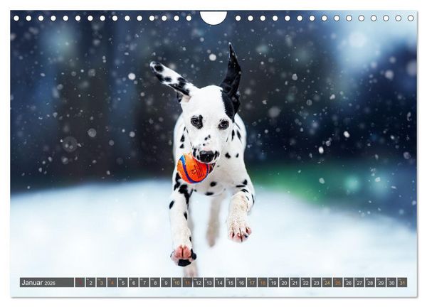 Produktbild: bunte Tierfotografie an Land und im Wasser (Wandkalender 2026 DIN A4 quer), CALVENDO Monatskalender