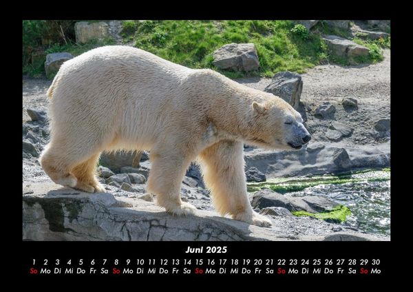 Produktbild: Pinguine & Eisb&auml;ren 2025 Fotokalender DIN A3