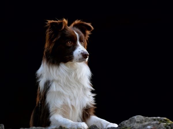 Produktbild: CALVENDO Puzzle Ein Motiv aus dem Kalender Border Collie 2017 | 1000 Teile Lege-Gr&ouml;&szlig;e 64x48cm Foto-Puzzle f&uuml;r gl&uuml;ckliche Stunden