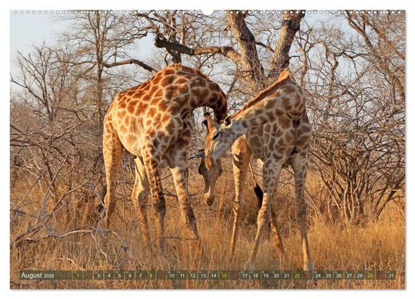 Produktbild: Giraffen - Sanftheit und Anmut (hochwertiger Premium Wandkalender 2026 DIN A2 quer), Kunstdruck in Hochglanz