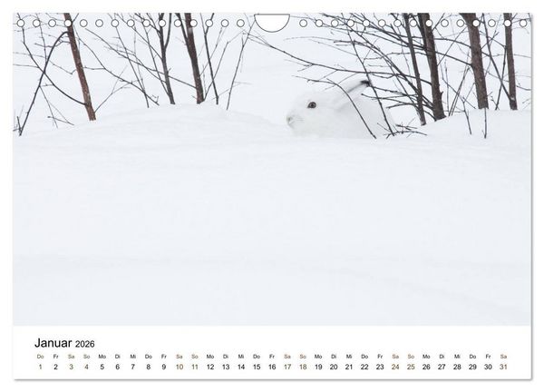 Produktbild: Finnland: eine tierische Entdeckungsreise (Wandkalender 2026 DIN A4 quer), CALVENDO Monatskalender