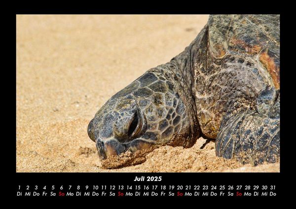Produktbild: Schildkr&ouml;tenzauber 2025 Fotokalender DIN A3