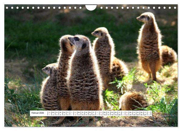 Produktbild: Erdm&auml;nnchen - Die Kobolde im Tierreich (Wandkalender 2026 DIN A4 quer), CALVENDO Monatskalender