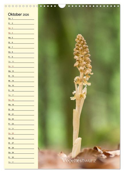Produktbild: Wildwachsende Orchideen in Bayern (Wandkalender 2026 DIN A3 hoch), CALVENDO Monatskalender