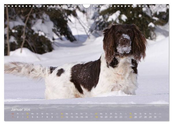 Produktbild: Kleiner M&uuml;nsterl&auml;nder Vorstehhund (Wandkalender 2026 DIN A3 quer), CALVENDO Monatskalender