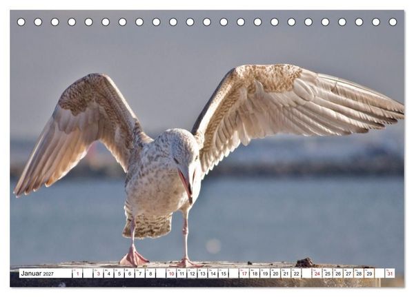 Produktbild: M&ouml;wen- Botschafter des Windes (Tischkalender 2027 DIN A5 quer), CALVENDO Monatskalender