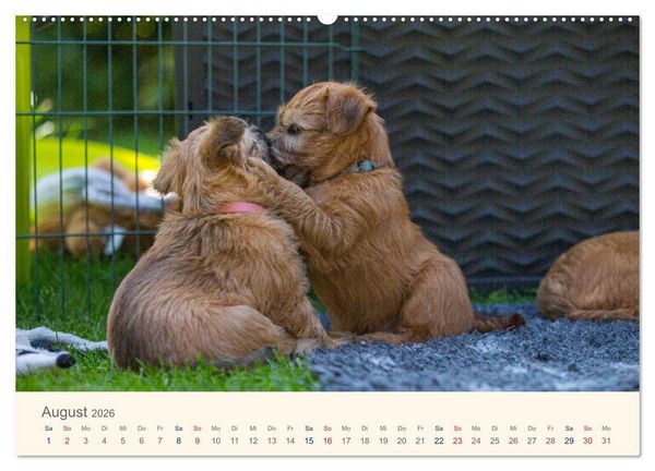 Produktbild: IRISH SOFT COATED WHEATEN TERRIER WELPEN 2026 (Wandkalender 2026 DIN A2 quer), CALVENDO Monatskalender