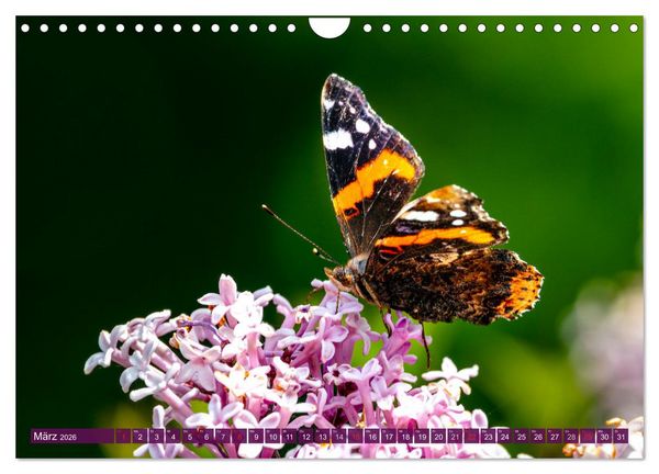 Produktbild: INSEKTEN - Makrofotografie in freier Natur (Wandkalender 2026 DIN A4 quer), CALVENDO Monatskalender