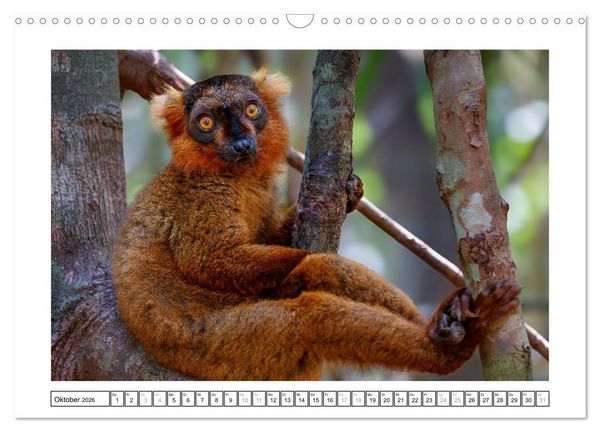 Produktbild: Tierisch tolles Madagaskar - Cham&auml;leons, Lemuren und mehr (Wandkalender 2026 DIN A3 quer), CALVENDO Monatskalender