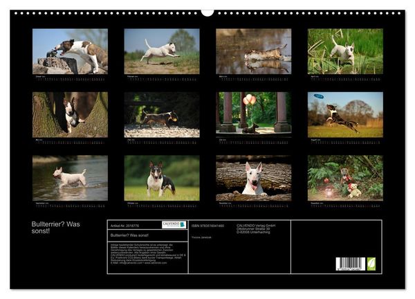 Produktbild: Bullterrier? Was sonst! (Wandkalender 2026 DIN A2 quer), CALVENDO Monatskalender