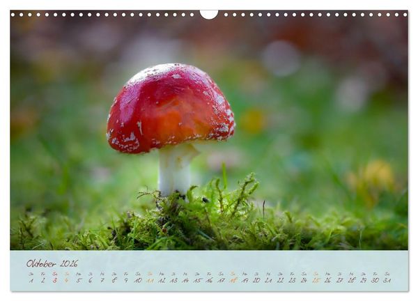 Produktbild: Sch&ouml;nheiten des Waldes (Wandkalender 2026 DIN A3 quer), CALVENDO Monatskalender