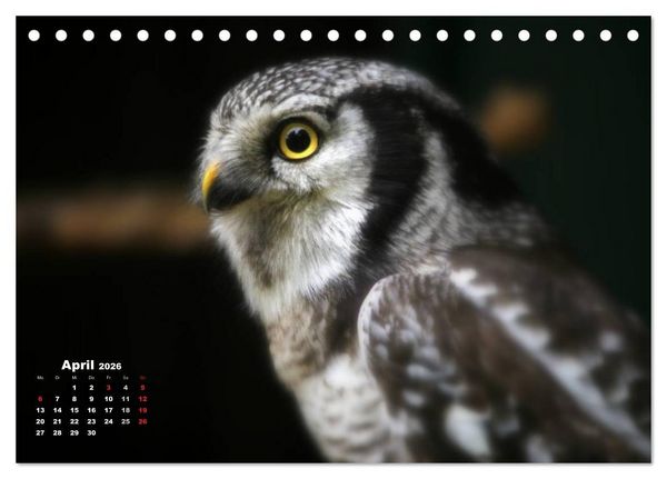 Produktbild: Greifv&ouml;gel, Eulen und K&auml;uze (Tischkalender 2026 DIN A5 quer), CALVENDO Monatskalender
