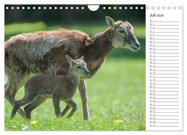Produktbild: Emotionale Momente: Muffelwild. (Wandkalender 2026 DIN A4 quer), CALVENDO Monatskalender
