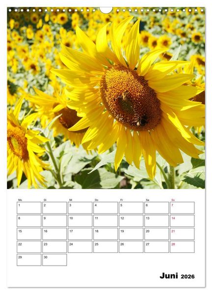 Produktbild: Leuchtende Sonnenblumen (Wandkalender 2026 DIN A3 hoch), CALVENDO Monatskalender