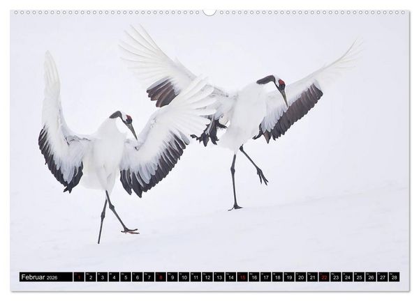 Produktbild: Japanische Vogelwelt im Winter (Wandkalender 2026 DIN A2 quer), CALVENDO Monatskalender