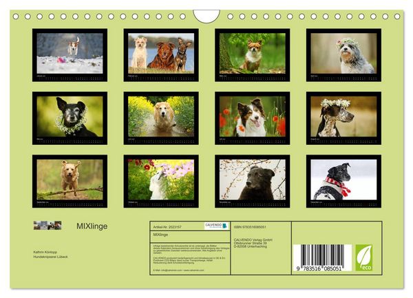 Produktbild: MIXlinge (Wandkalender 2026 DIN A4 quer), CALVENDO Monatskalender