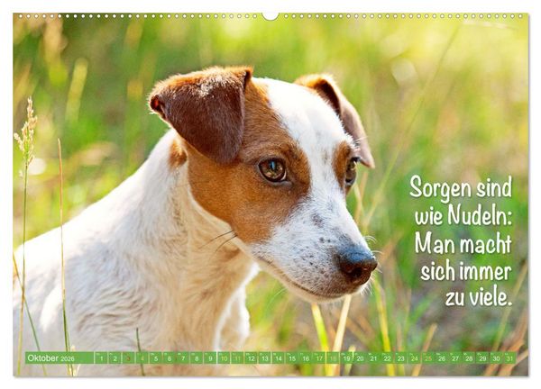 Produktbild: Jack Russell Terrier: Komm spielen (hochwertiger Premium Wandkalender 2026 DIN A2 quer), Kunstdruck in Hochglanz