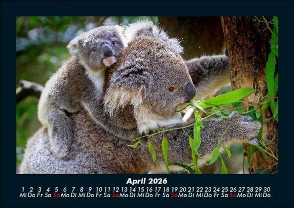 Produktbild: Koala 2026 Fotokalender DIN A5