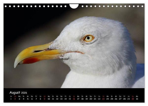 Produktbild: V&ouml;gel der Nordseek&uuml;ste (Wandkalender 2026 DIN A4 quer), CALVENDO Monatskalender
