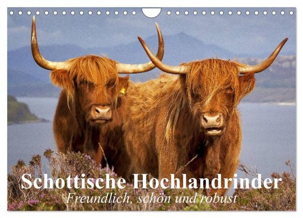 Produktbild: Schottische Hochlandrinder. Freundlich, sch&ouml;n und robust (Wandkalender 2026 DIN A4 quer), CALVENDO Monatskalender