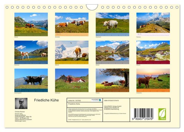 Produktbild: Friedliche K&uuml;he (Wandkalender 2026 DIN A4 quer), CALVENDO Monatskalender