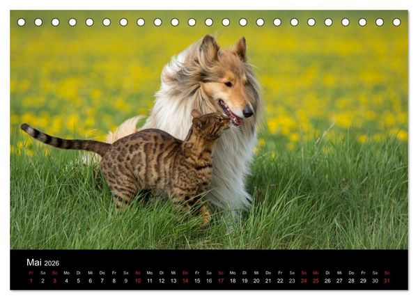 Produktbild: Ziva und ihre Freunde (Tischkalender 2026 DIN A5 quer), CALVENDO Monatskalender