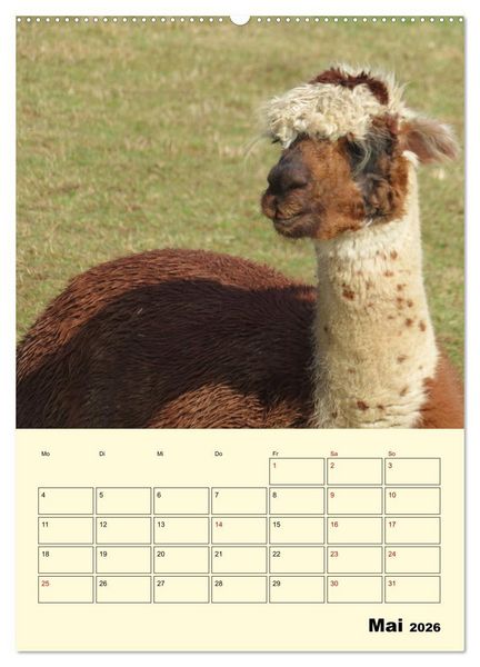 Produktbild: Alpakas erleben (Wandkalender 2026 DIN A2 hoch), CALVENDO Monatskalender