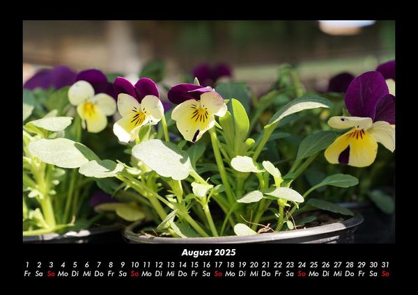 Produktbild: Blumentr&auml;ume 2025 Fotokalender DIN A3