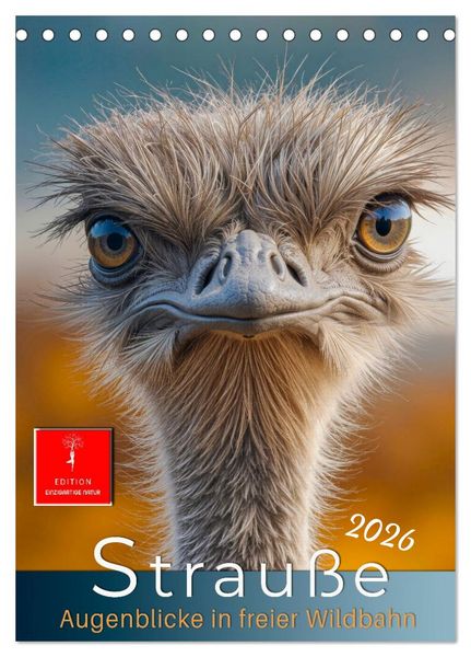 Strauße - Augenblicke in freier Wildbahn (Tischkalender 2026 DIN A5 hoch), CALVENDO Monatskalender